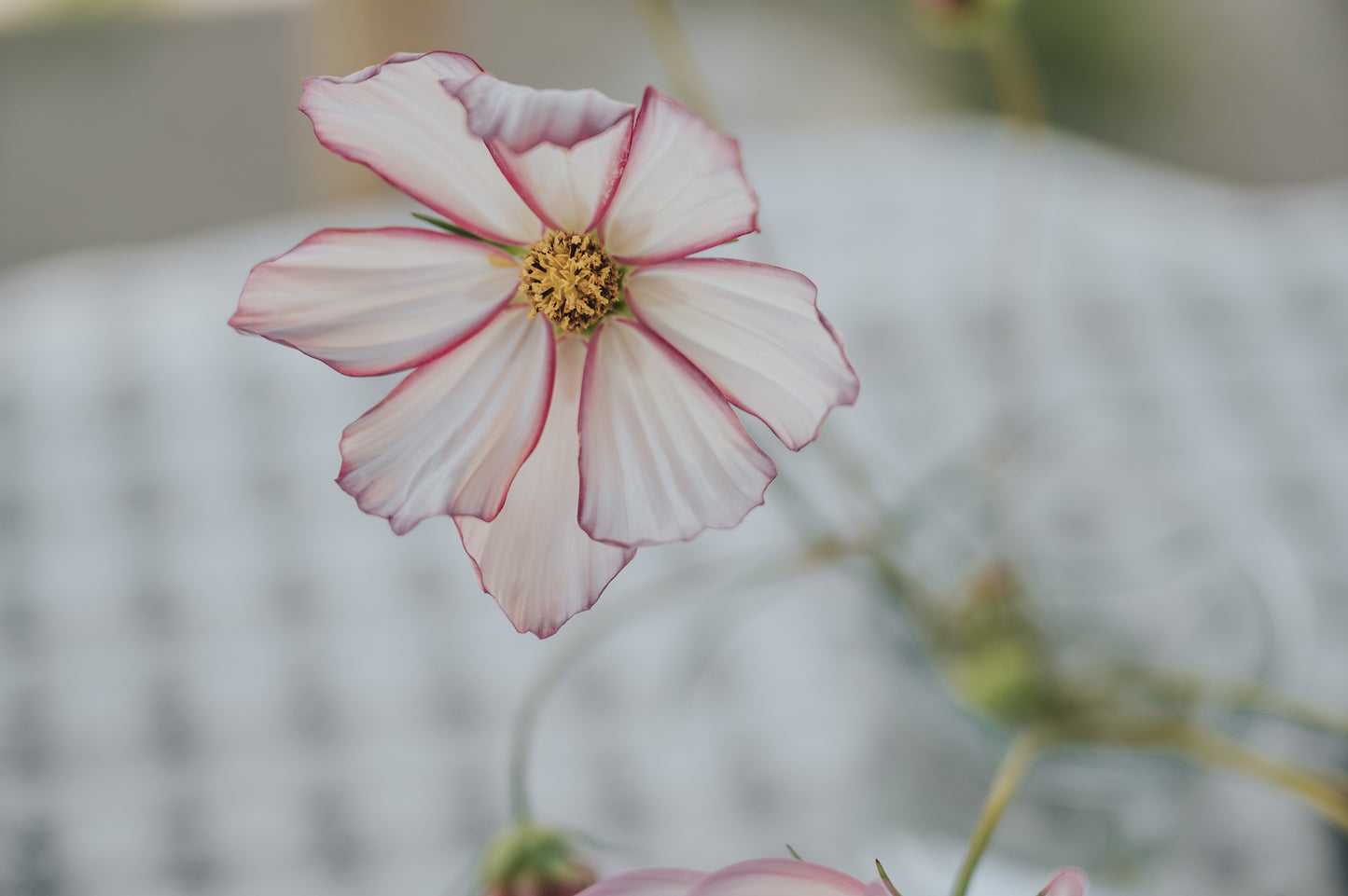 Everlasting Love: Maak je eigen trouwboeket | Make your own bridal bouquet (workshop op maat, prijs in overleg)