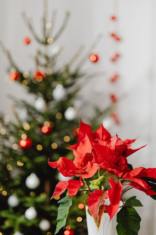 Workshop Papieren Poinsettia / Kerstster (donderdagavond 26 november 19:00 - 21:30)